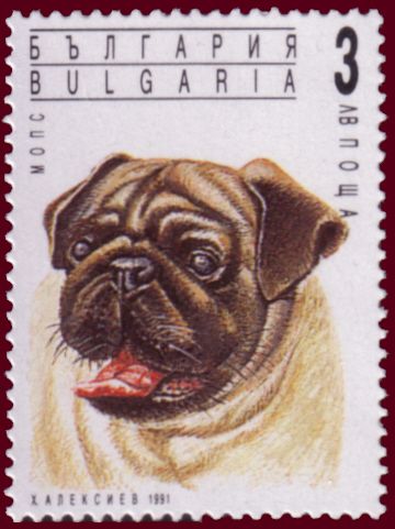 Pug (Canis lupus familiaris)