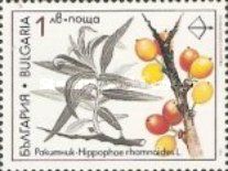 Medicinal Plants - Hippophae rhamnoides