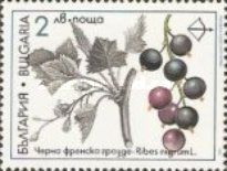 Medicinal Plants - Ribes nigrum