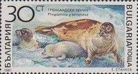 Harp Seal (Pagophilus groenlandicus)
