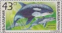 Killer Whale (Orcinus orca)