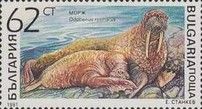 Walrus (Odobenus rosmarus)