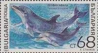 Common Bottlenose Dolphin (Tursiops truncatus)