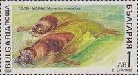 Mediterranean Monk Seal (Monachus monachus)
