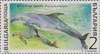 Harbour Porpoise (Phocoena phocoena)