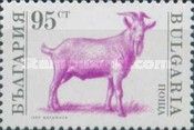 Billy Goat (Capra hircus)