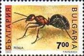 Red Wood Ant (Formica rufa)