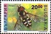 Pied Hoverfly (Scaeva pyrastri)