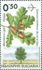 Endemic trees in Bulgaria - Quercus mestensis
