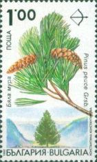 Endemic trees in Bulgaria - Pinus peuce