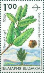 Endemic trees in Bulgaria - Quercus thracica