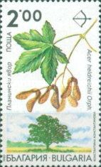 Endemic trees in Bulgaria - Acer heldreichii