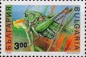 Great Green Bush-Cricket (Tettigonia viridissima)