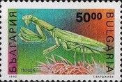 European Mantis (Mantis religiosa)