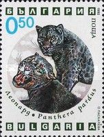 Black Leopard (Panthera pardus)