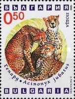 Cheetah (Acinonyx jubatus)
