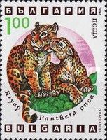 Jaguar (Panthera onca)