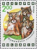 Mountain Lion (Felis concolor)
