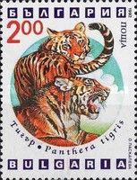 Tiger (Panthera tigris)