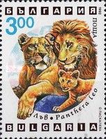 Lion (Panthera leo)