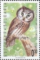Boreal Owl (Aegolius funereus)
