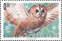Tawny Owl (Strix aluco)