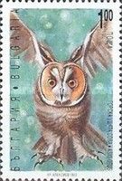 Long-eared Owl (Asio otus)