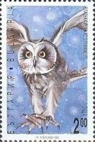 Short-eared Owl (Asio flammeus)