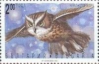 European Scops Owl (Otus scops)