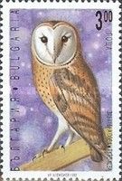Common Barn Owl (Tyto alba)