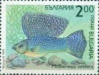 Sail-fin Molly (Mollienesia velifera) 