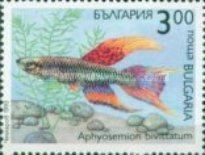 Two-stripe Killifish (Aphyosemion bivittatum)