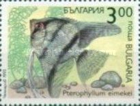 Freshwater Angelfish (Pterophyllum eimekei)