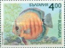 Red Discus (Symphysodon discus)