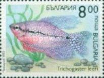 Pearl Gourami (Trichogaster leeri)