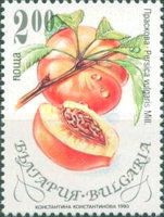 Peach (Persica vulgaris)