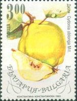Quince (Cydonia oblonga)