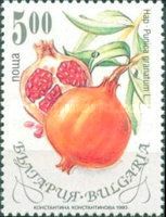 Pomegranate (Punica granatum)