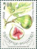 Common Fig (Ficus carica)