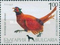 Common Pheasant (Phasianus colchicus)