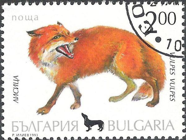 Red Fox (Vulpes vulpes)