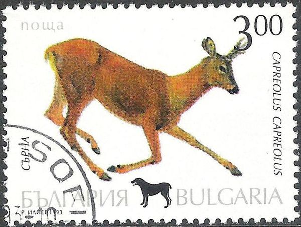 Western Roe Deer (Capreolus capreolus)