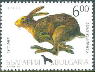European Hare (Lepus europaeus)