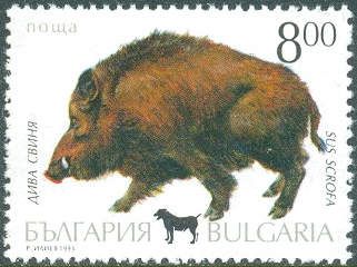 Wild Boar (Sus scrofa)