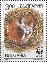 European Hamster (Cricetus cricetus)