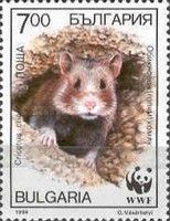 European Hamster (Cricetus cricetus)