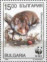 European Hamster (Cricetus cricetus)