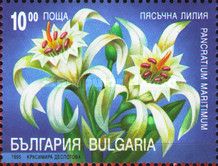 Pancrazio Lily (Pancratium maritimum)