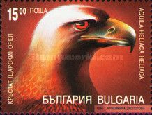 Eastern Imperial Eagle (Aquila heliaca heliaca)