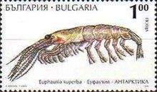 Antarctic Krill (Euphausia superba)